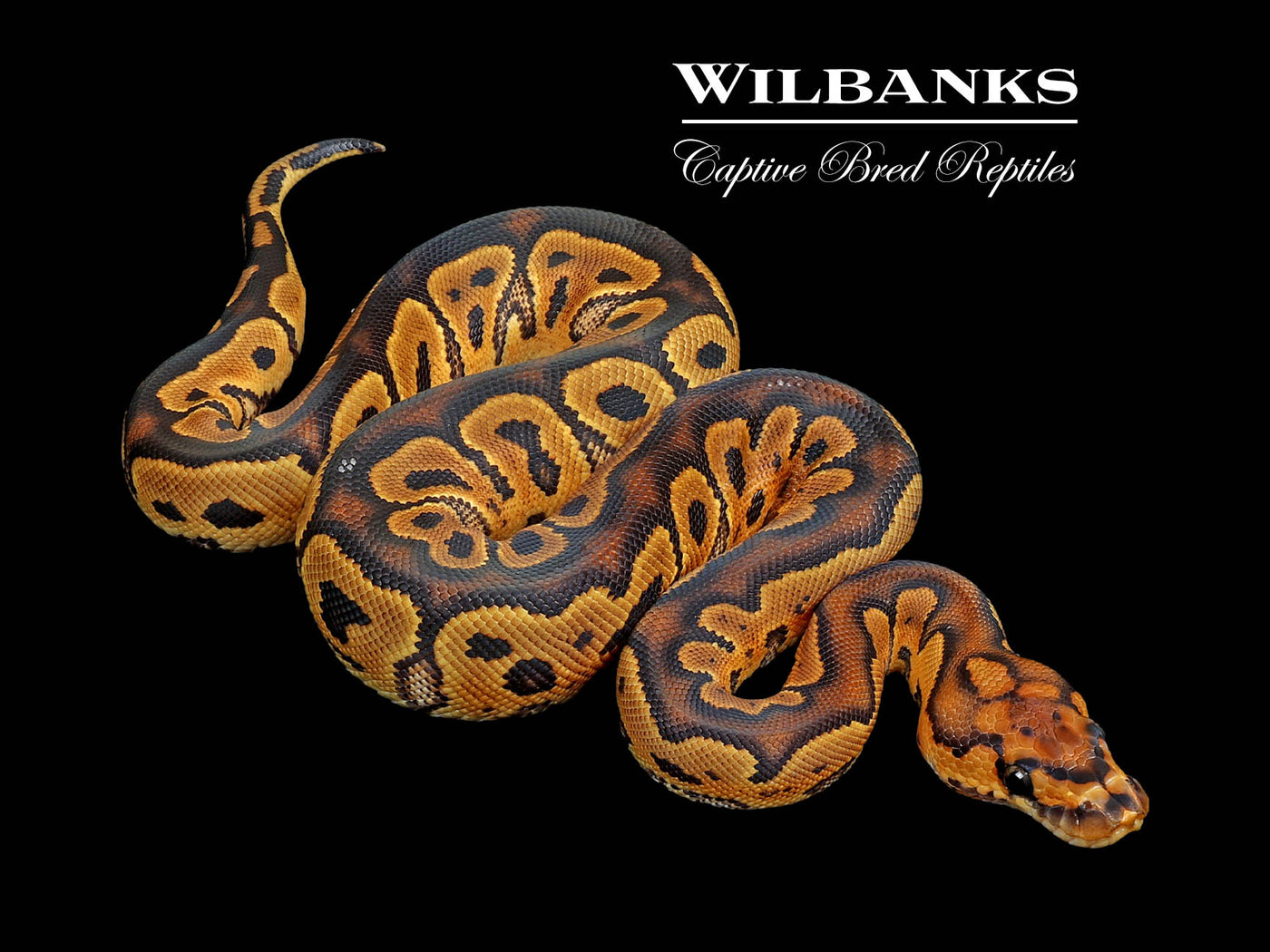 Clown Ball Python ♀ '25