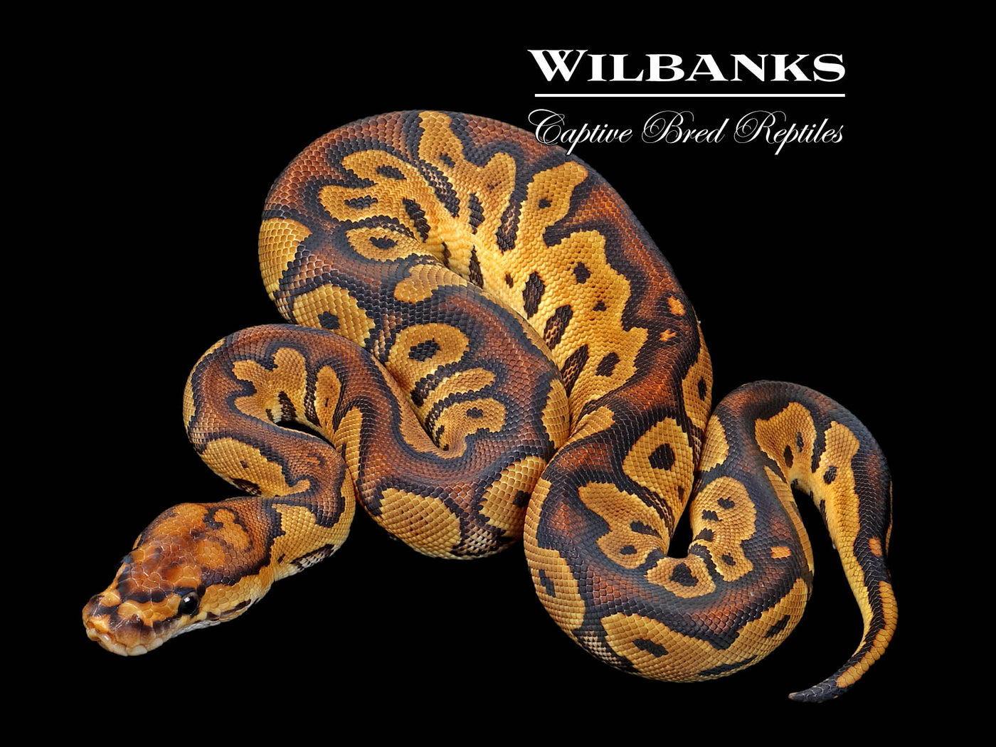 Clown Ball Python ♀ '25