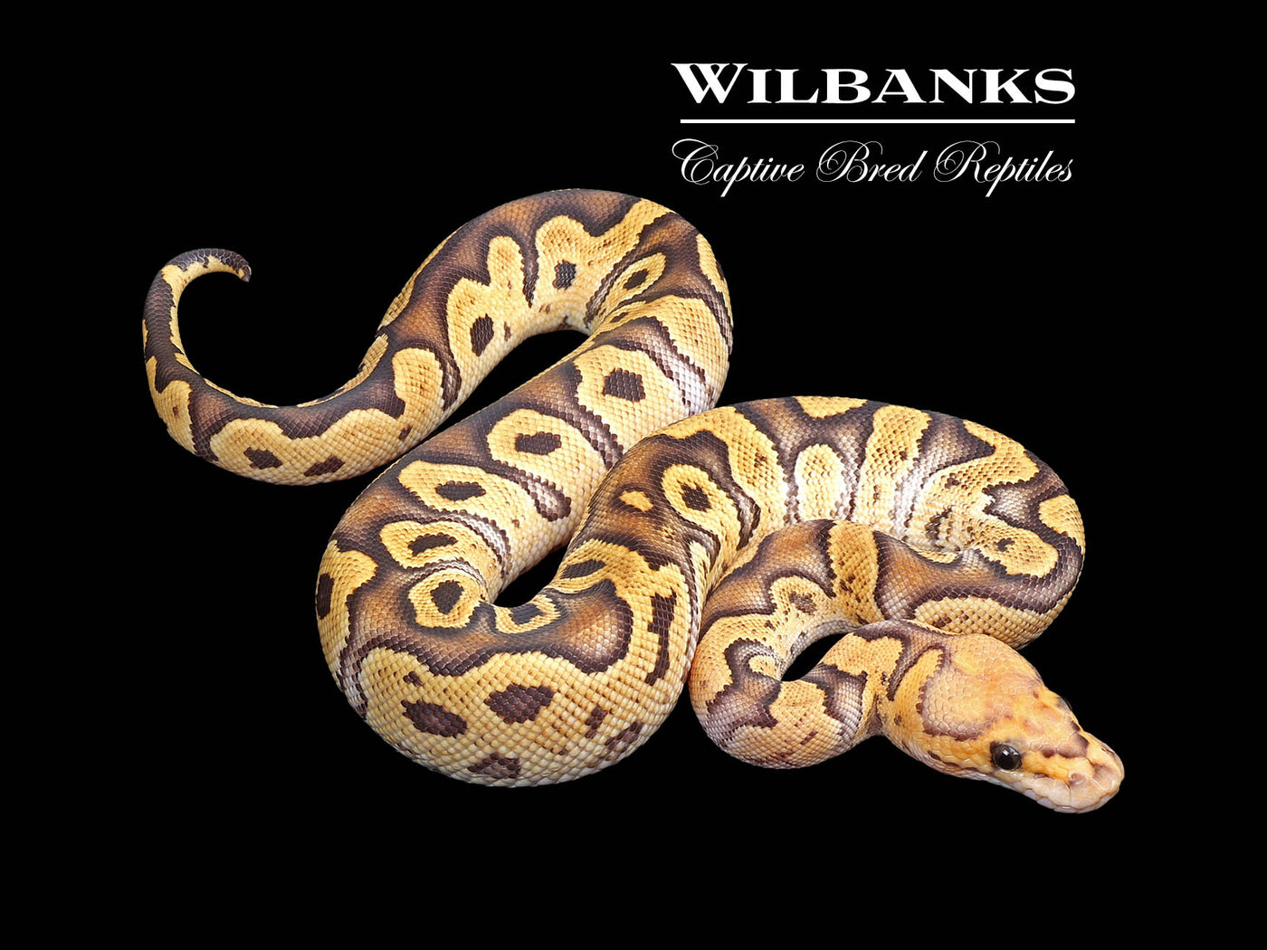 GHI Fire Clown Ball Python ♀ '25