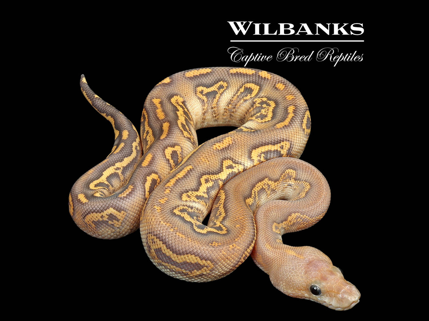 Black Fire Mojave Clown Ball Python ♂ '25