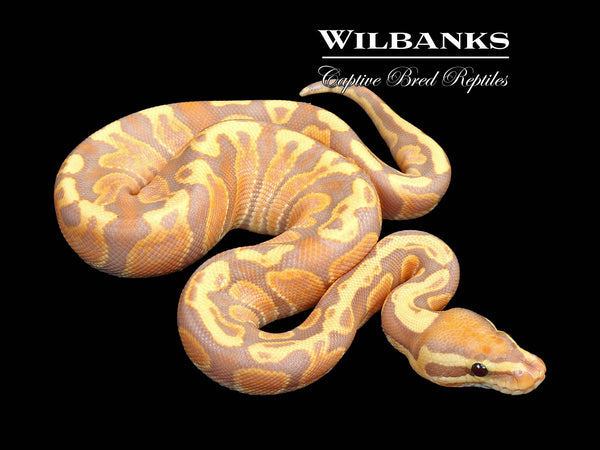 non.pig.12.hano.122 Banana Mojave 100% Het. Clown Ball Python ♂ '25 – Wilbanks