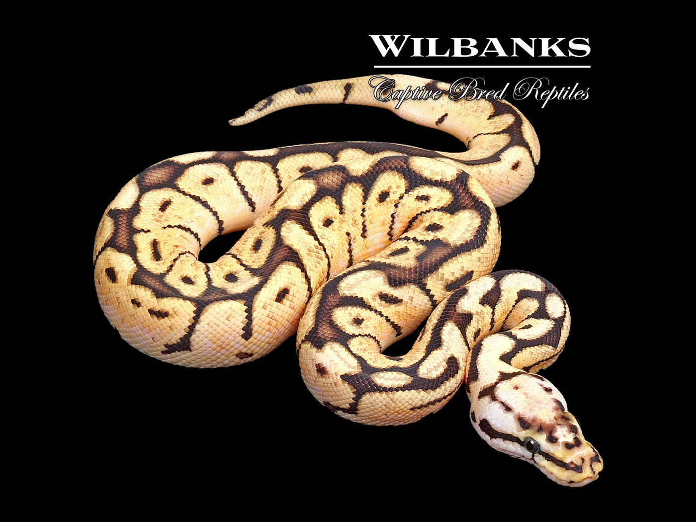 Bumble Bee 100% Het. Clown Ball Python ♂ '25