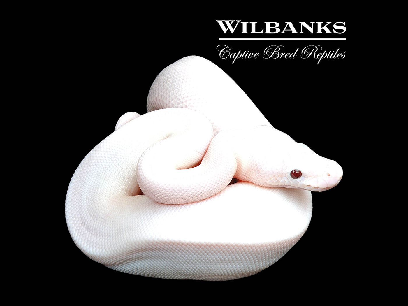 Banana Super Fire Ball Python ♂ '25