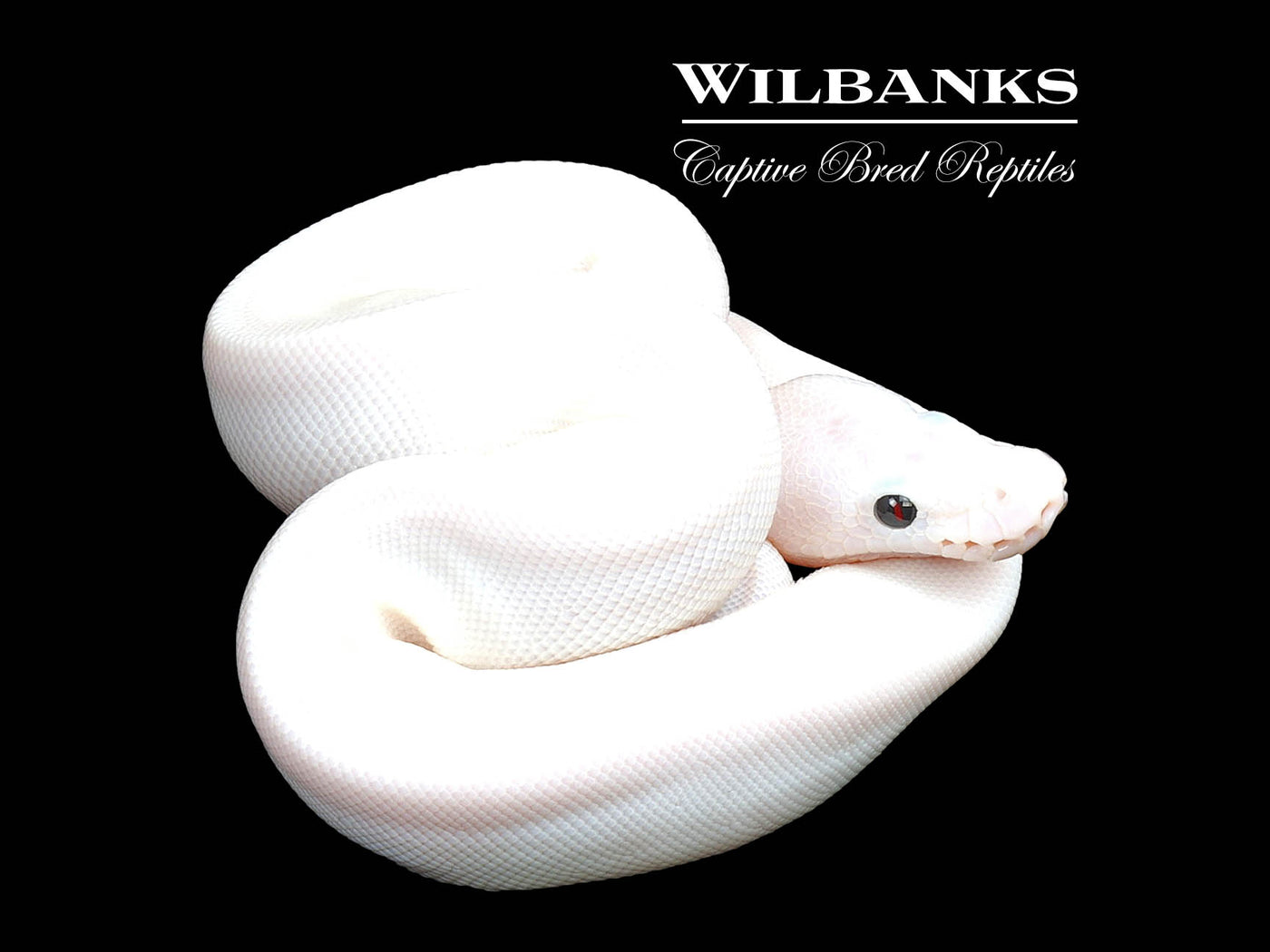 Super Fire Ball Python ♀ '25