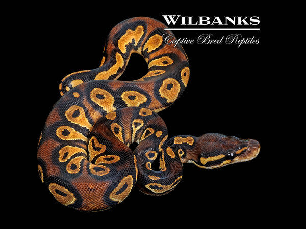 Black Head Orange Dream Ball Python ♀ '26 – Wilbanks Captive Bred