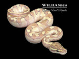 Banana Nuclear Enchi Ball Python ♂ '26