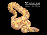 Banana Ball Python ♂ '26