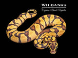 Pastel Super Enchi Ball Python ♀ '26