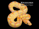 Banana Clown Ball Python ♂ '26