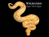 Banana Clown Ball Python ♂ '26
