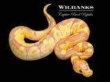 Banana Clown Ball Python ♂ '26