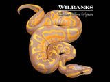 Banana Leopard Ball Python ♂ '26