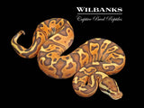 Orange Crush Black Fire Enchi Ball Python ♂ '26