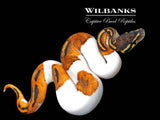 Blackhead Orange Dream Pied Ball Python ♂ '26