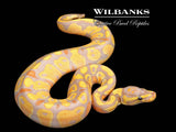 Banana 100% Het. Pied Ball Python ♂ '26