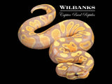Banana 100% Het. Pied Ball Python ♂ '26