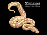 Banana Mojave Ball Python ♂ '26