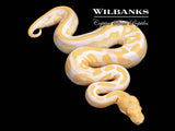 Albino Leopard Mojave Ball Python ♀ '26