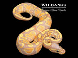 Banana Ball Python ♂ '26