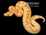 Banana Enchi Clown Ball Python ♂ '26