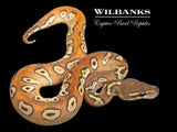 Enchi Orange Dream Blackhead Mojave Yellow Belly Ball Python ♀ '26