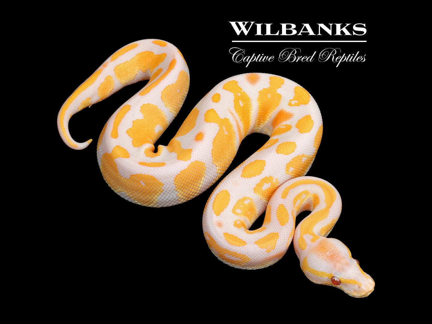 Lavender Blackhead Orange Dream 100% Het. Pied Ball Python ♂ '25