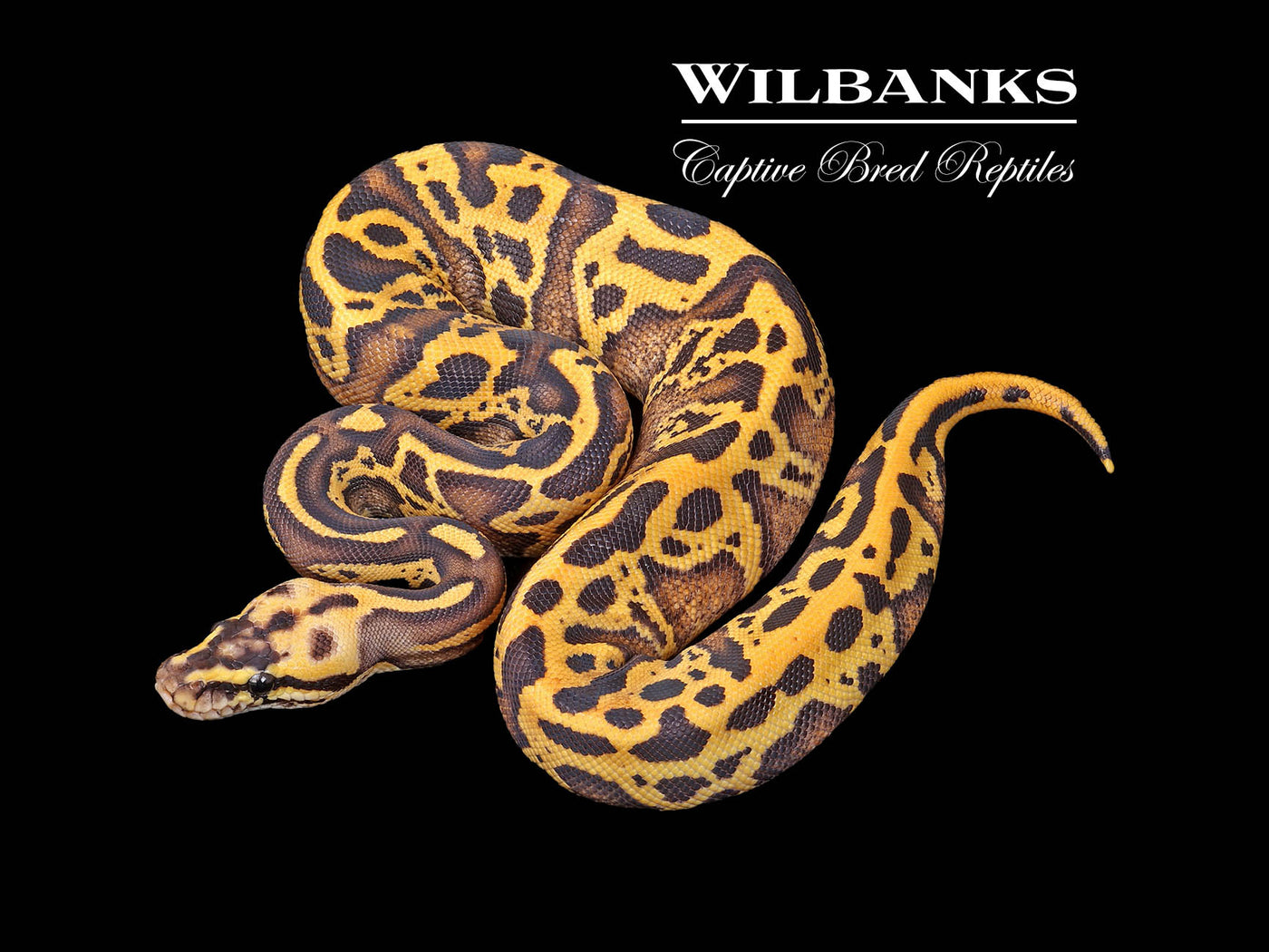 FireFly Leopard Acid 100% Het. Orange Crush Ball Python ♀ '25