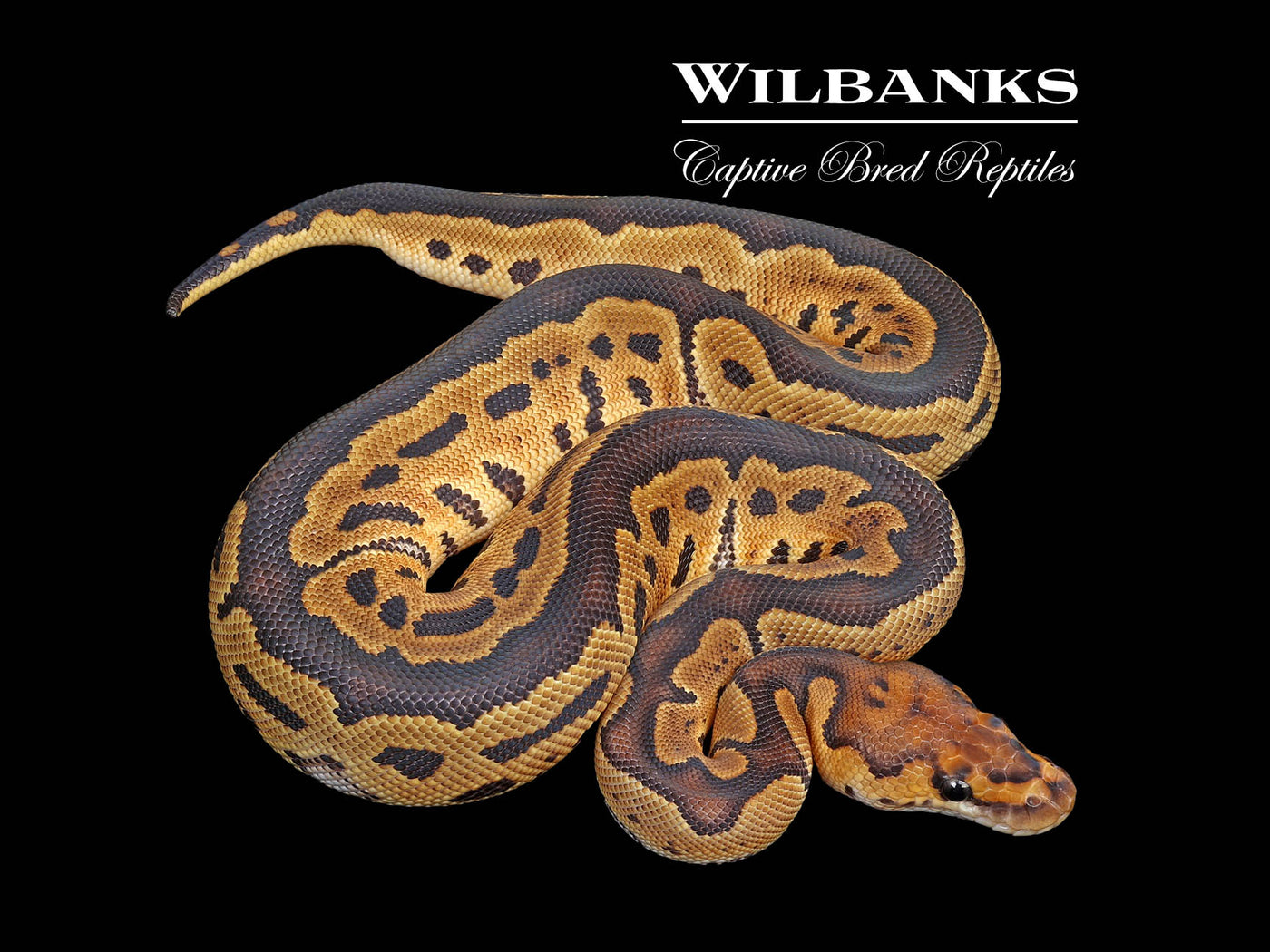 Clown 100% Het. Lavender Albino Ball Python ♀ '25