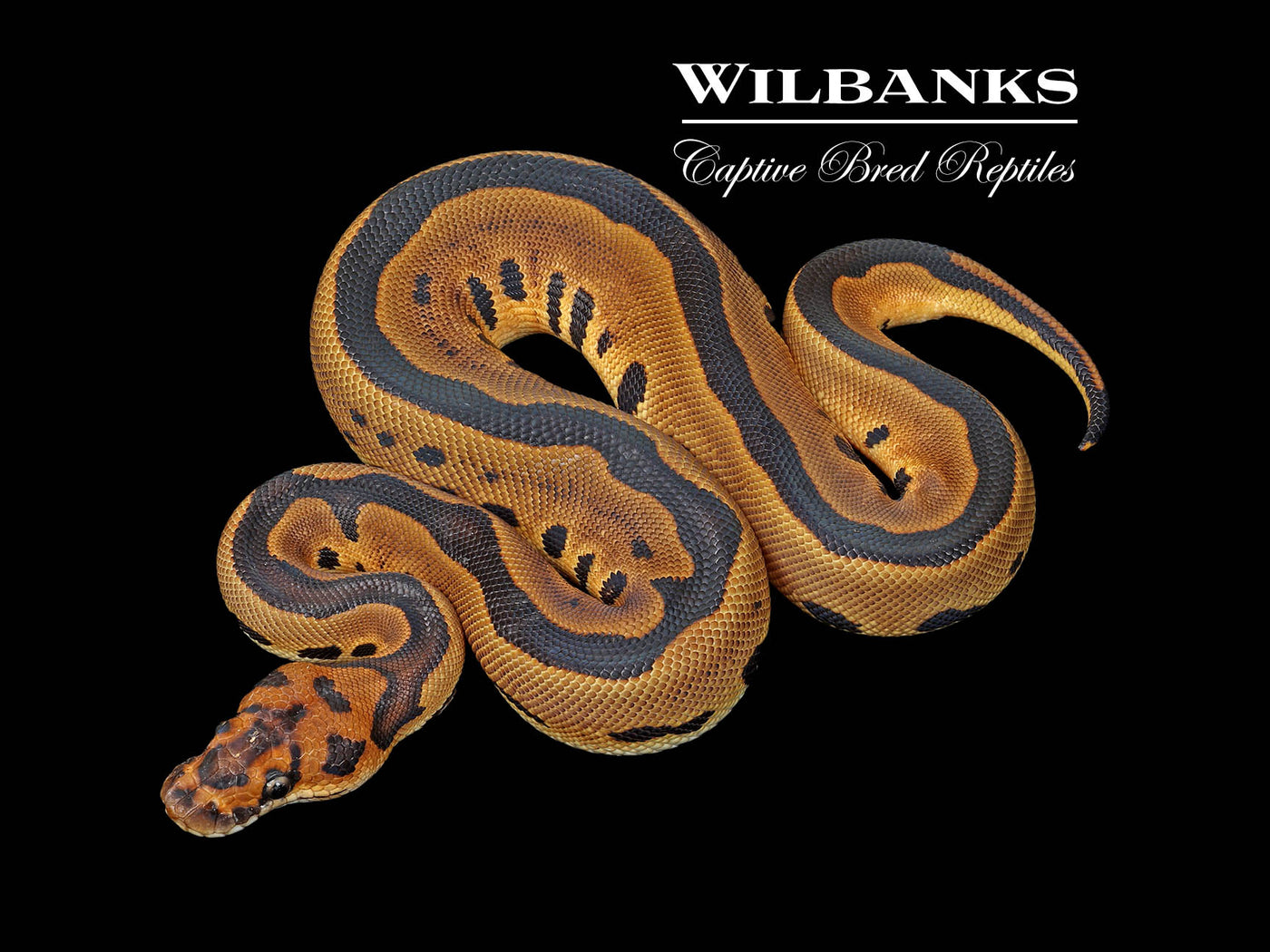 Leopard Clown 100% Het. Lavender Albino Ball Python ♀ '25
