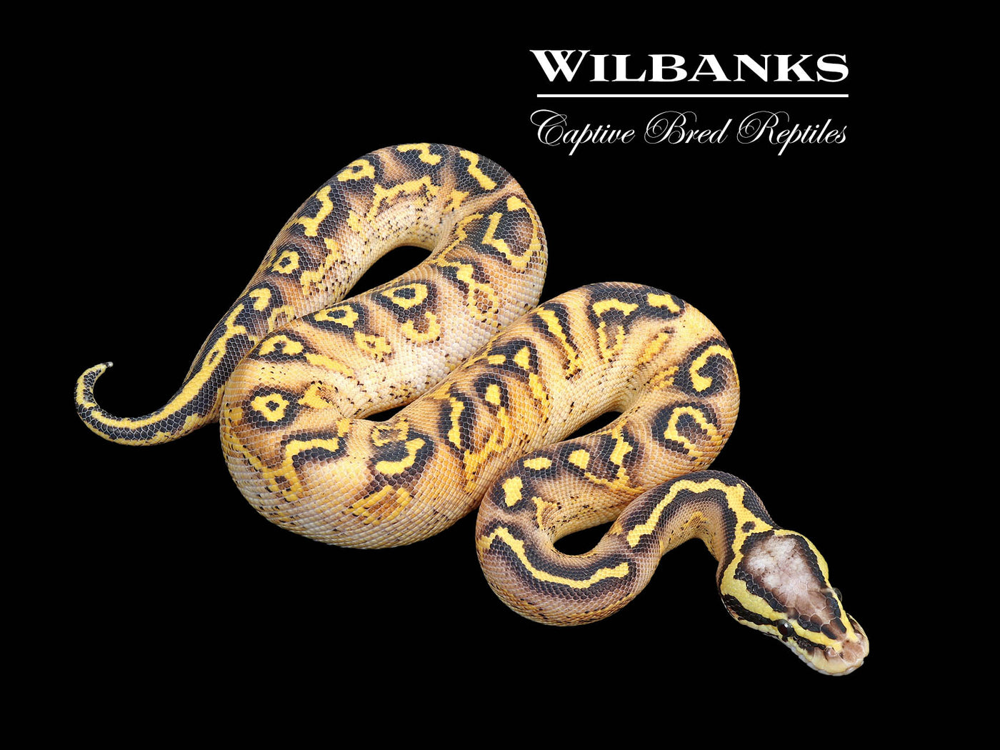 Pastel Freeway Ball Python ♂ '25