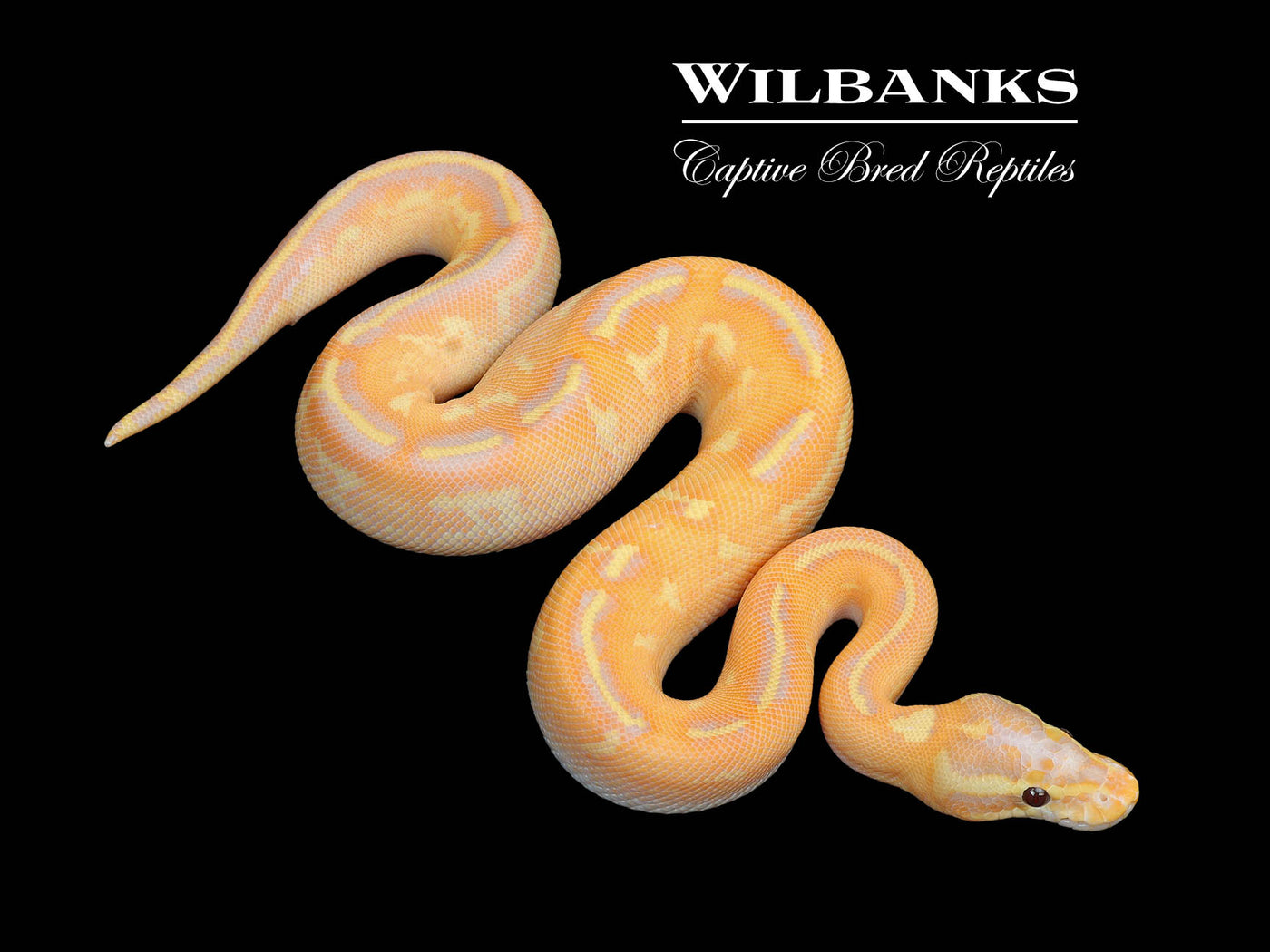Banana Fire Freeway Ball Python ♂ '25