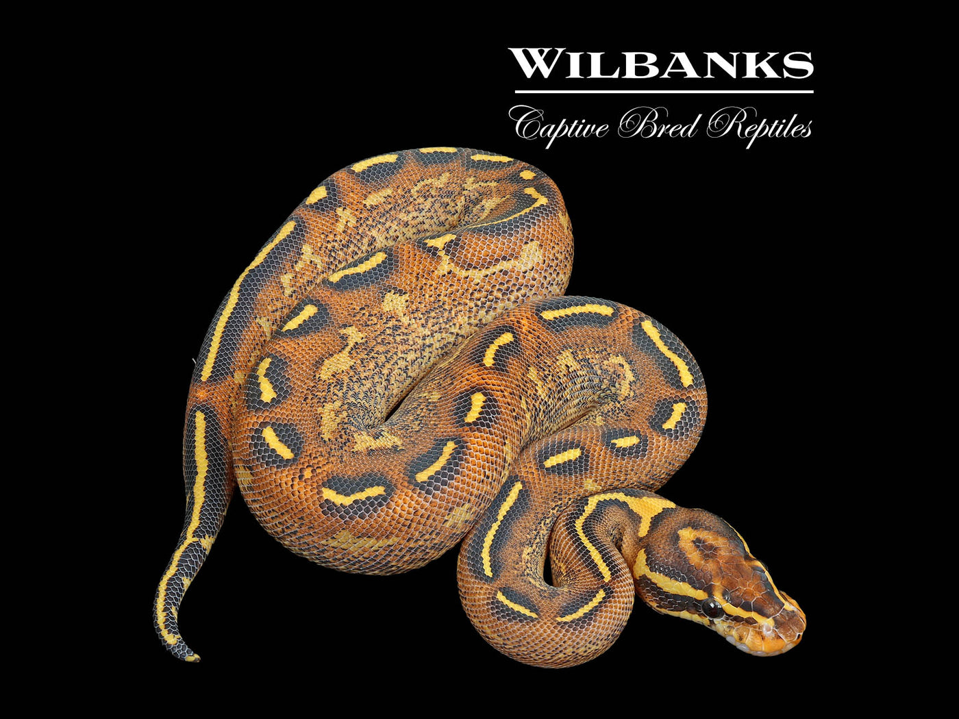 Fire Freeway Ball Python ♀ '25