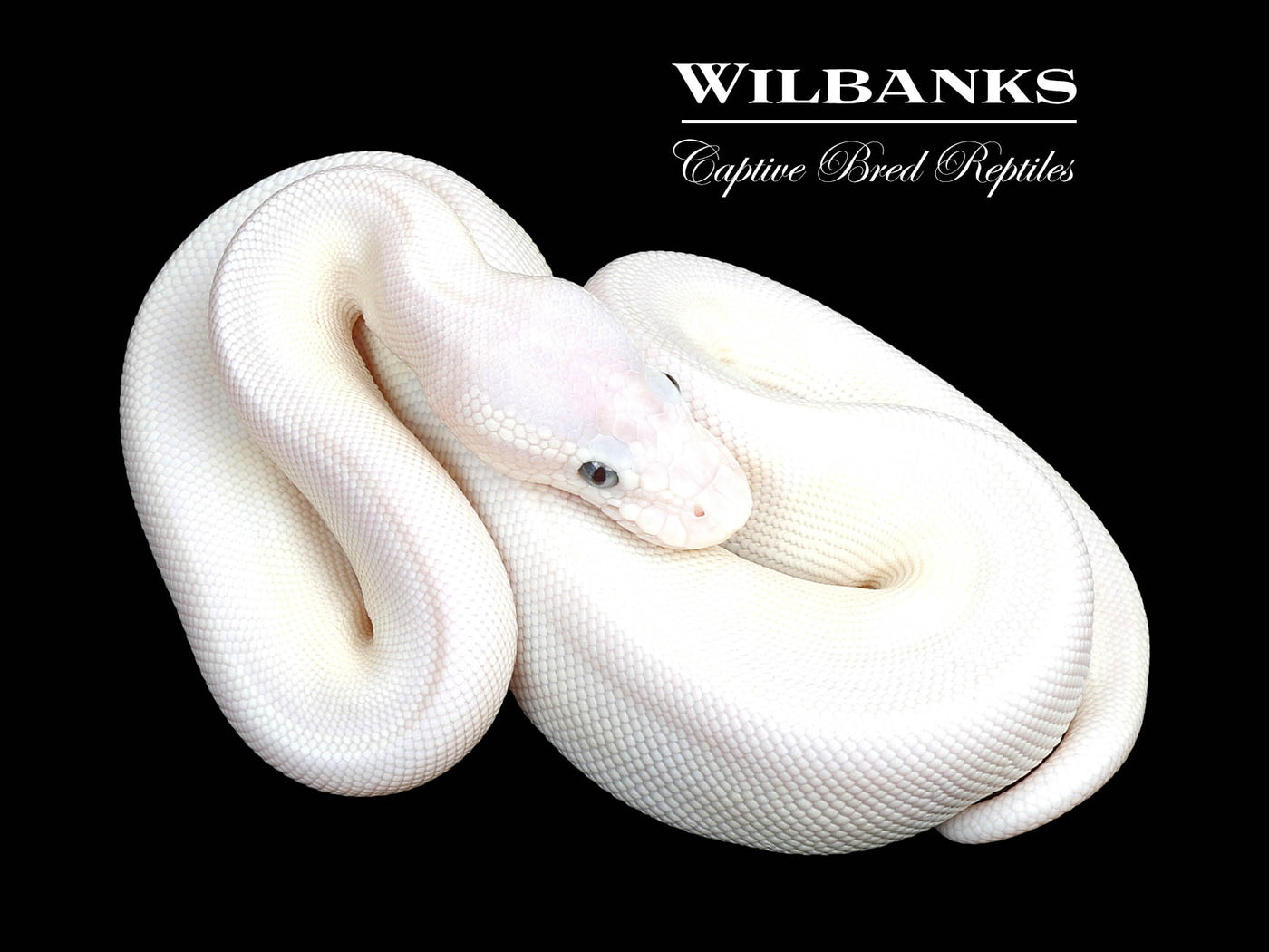 Blue Eyed Leucistic (Butter Mocha) Ball Python ♂ '25