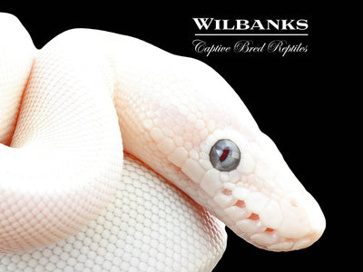 Blue Eyed Leucistic (Butter Mocha) Ball Python ♂ '25