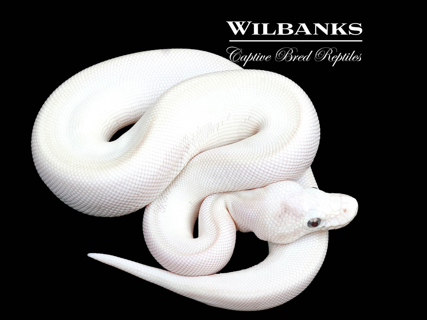 Blue Eyed Leucistic (Mojave Butter) Ball Python ♂ '25