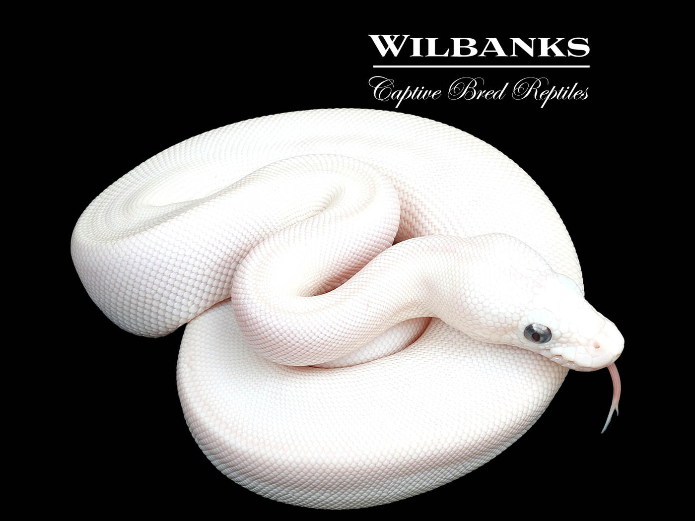 Blue Eyed Leucistic (Mojave Butter) Ball Python ♀ '25
