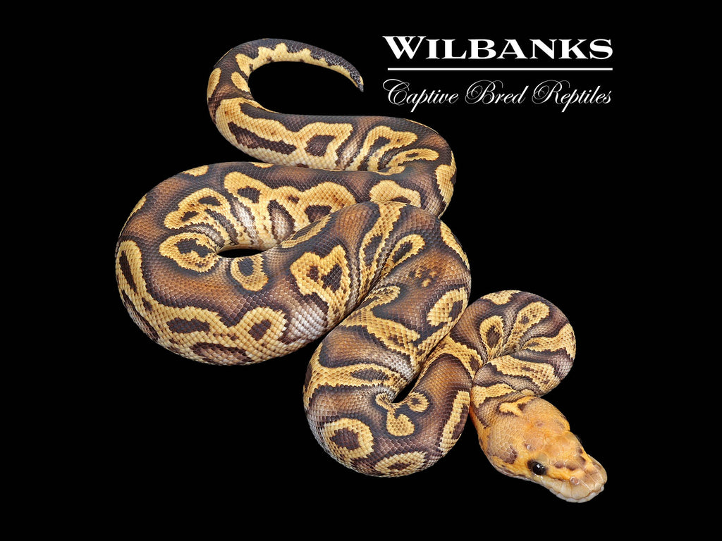 GHI Fire Clown Ball Python ♂ '25 – Wilbanks Captive Bred