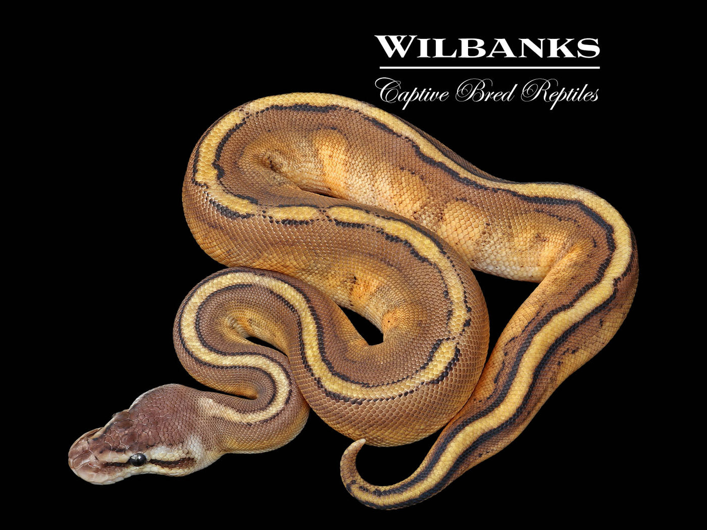Pastel Sugar Genetic Stripe Ball Python ♂ '25