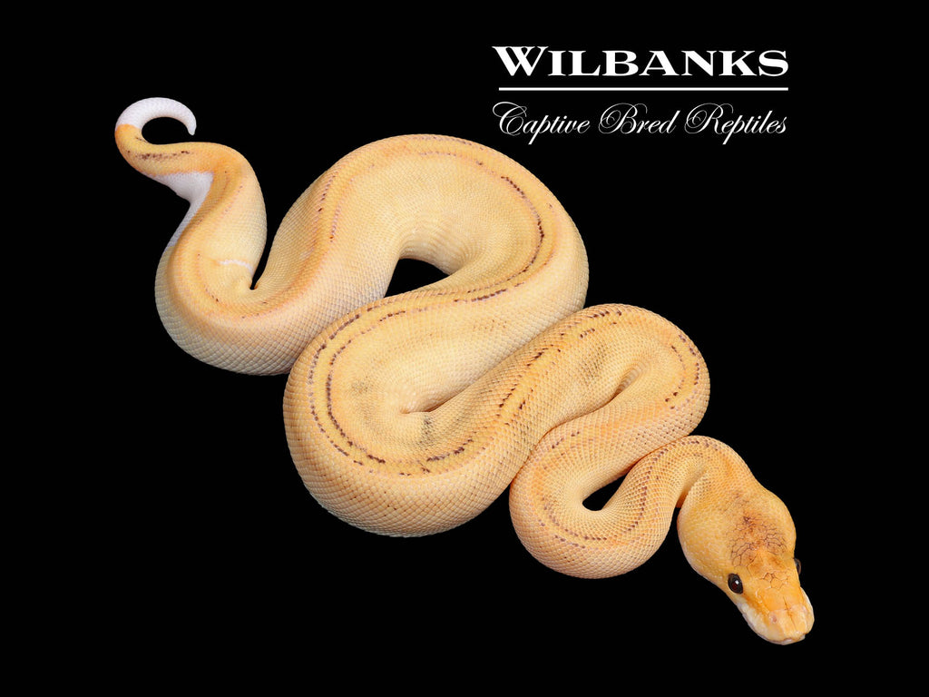 Fire Champagne Ball Python ♀ '25 – Wilbanks Captive Bred
