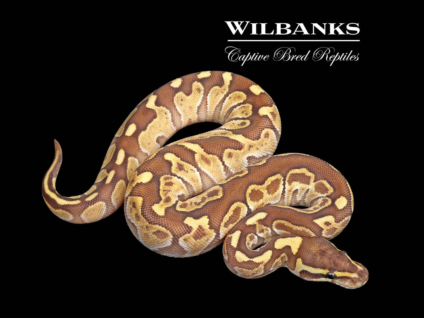 Butter Enchi Sable Ball Python ♀ '25