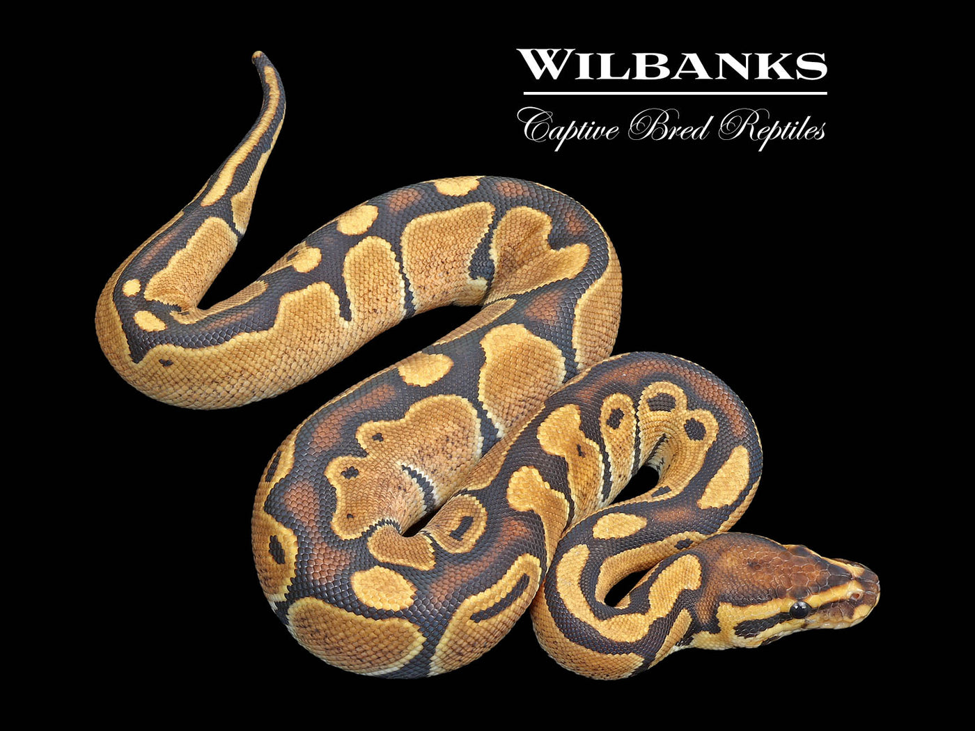 Orange Dream Fire 100% Het. Orange Crush Ball Python ♀ '25