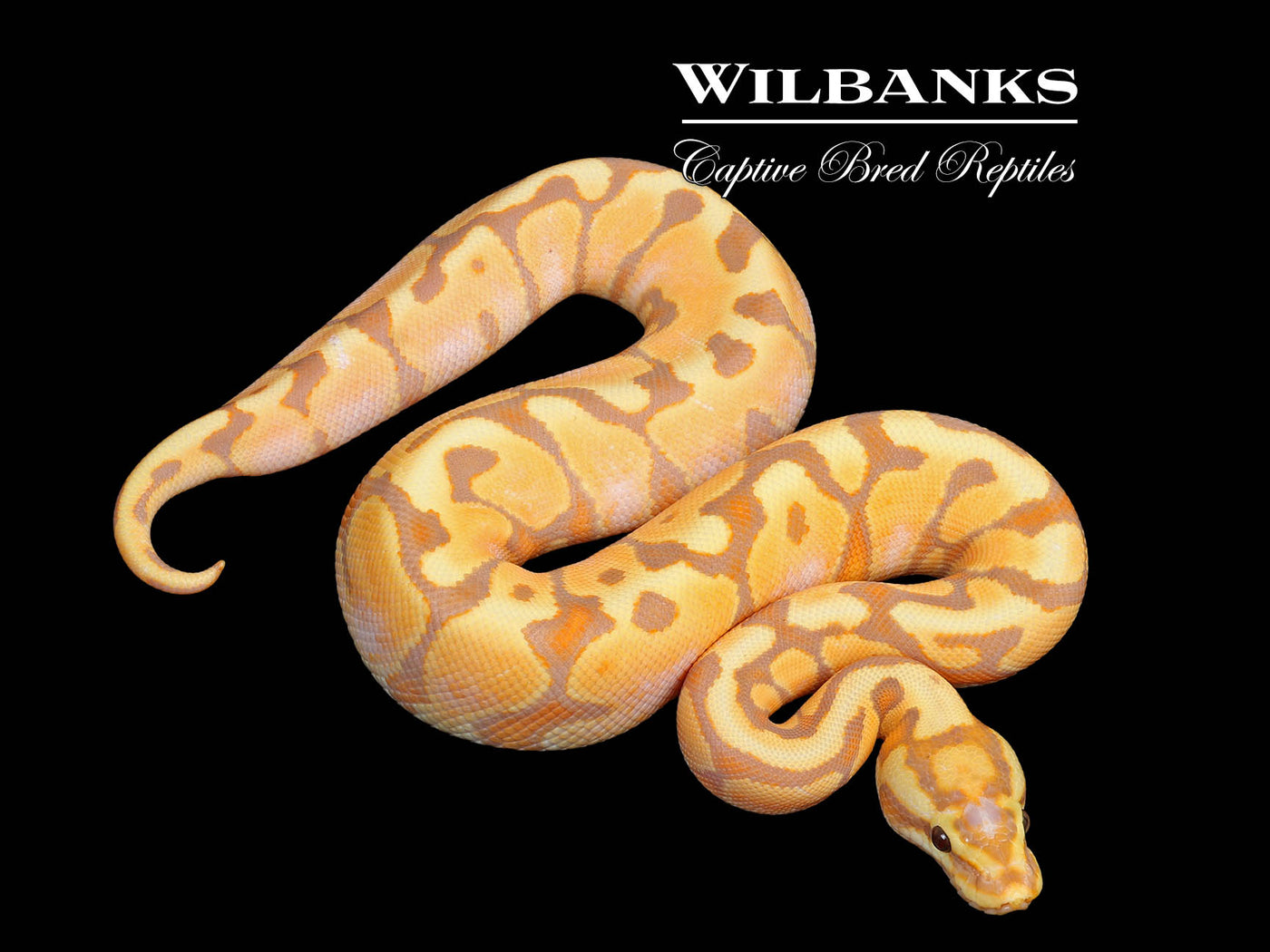 Banana Enchi Spotnose Ball Python ♂ '25