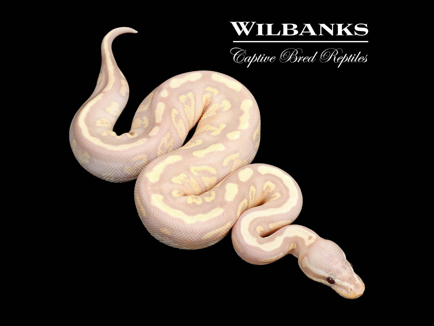 banana Super Banana Mojave Granite Ball Python ♀ '25 – Wilbanks