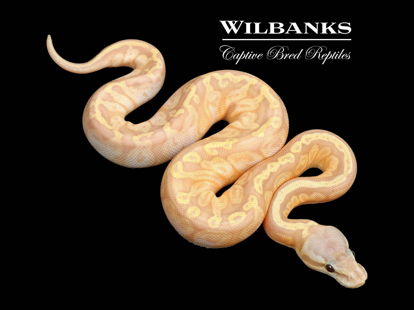 Banana Sunset Pastel Ball Python ♀ '25