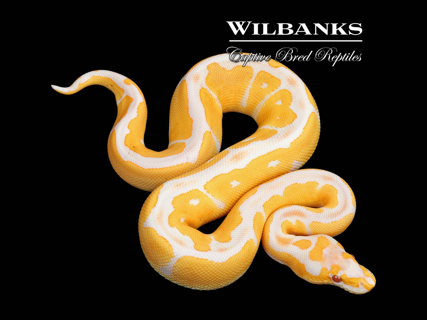 Lavender Leopard Clown Grail Ball Python ♂ '25