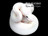 Banana Blue Eyed Leucistic (Mojave Butter) Ball Python ♂ '26