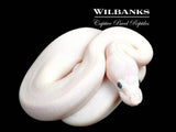 Blue Eyed Leucistic (Mojave Butter) Ball Python ♀ '26