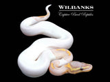 Banana Pied Ball Python ♂ '26