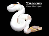 Banana Pied Ball Python ♂ '26