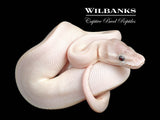Banana Blue Eyed Leucistic (Super Mojave) Ball Python ♂ '26